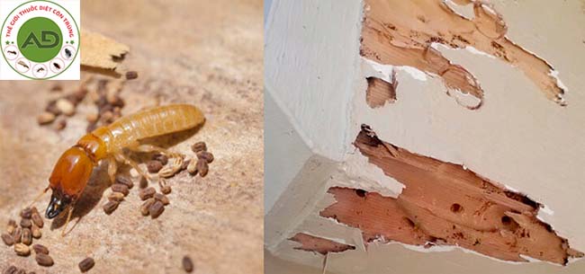 Cách diệt mọt gỗ đơn giản, tại nhà và hiệu quả