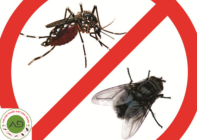 Tại sao chúng ta phải giết ruồi một cách tận gốc?