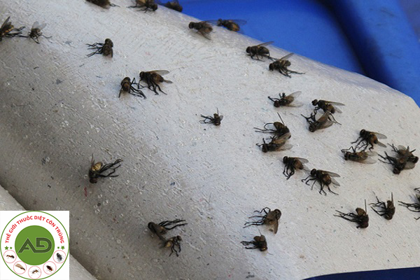 Tự diệt ruồi bằng phương pháp thủ công nào?