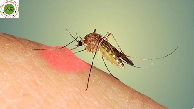 Tìm hiểu về thuốc chống muỗi có độc không? 