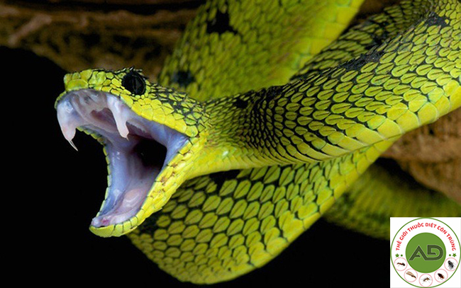 Thuốc diệt rắn snake killer